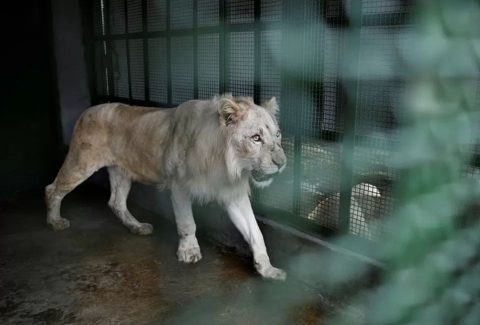 Hogar o confinamiento? Tres raros leones blancos llegaron al zoológico de  Caricuao – Los Benjamins